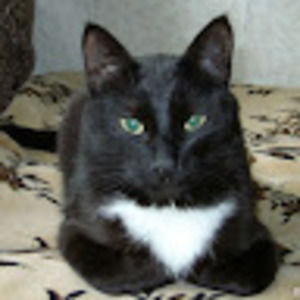 Meet your Posher, Armod